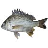 Datina Koral Fish 1kg Up